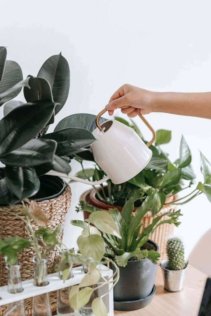 don't forget to water your plants