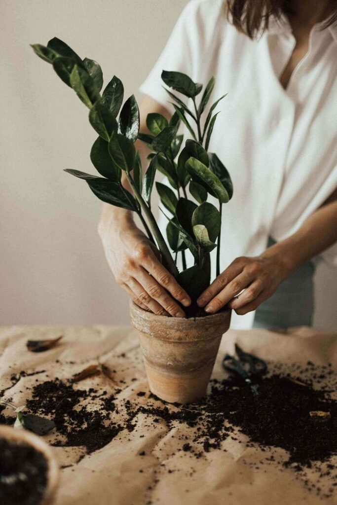 making sure that the plants in the pots are well cared for