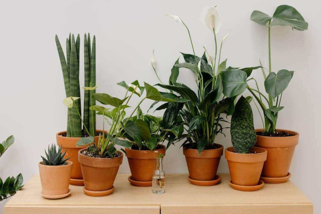 plants that can be used for the winter garden