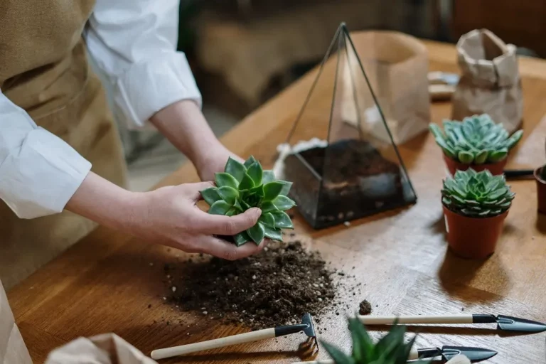 diy decorative houseplants for your plant loving partner