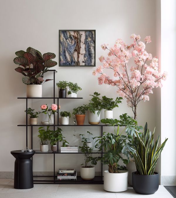 Minimalist space with white wall and black shelving unit displaying pink flowering plant and assorted greenery for chic plant styling