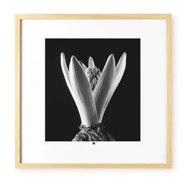 Limited, handsigned edition of a small 20x20inches Art Photography 'Flower of Hope' perfect for a Modern Contemporary Style home