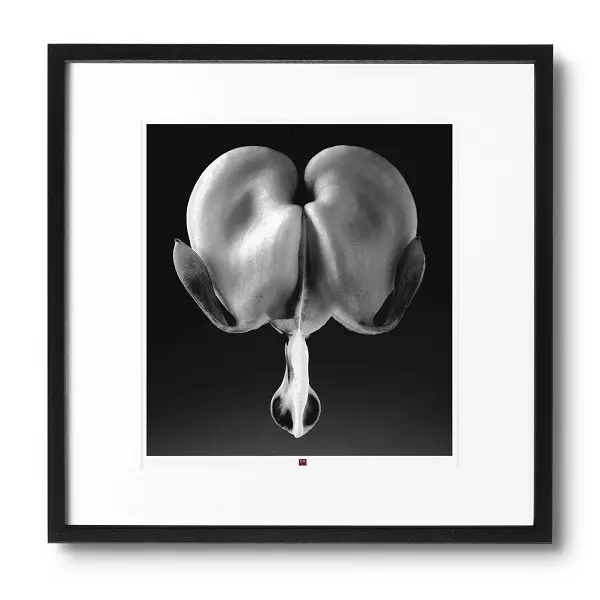 Limited, handsigned edition of a small 20x20inches Art Photography 'Flower of Truth' perfect for a Minimalist Style home